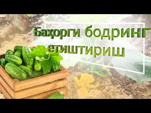 Видео: Баҳорги бодринг етиштириш: батафсил ва яхлит маълумот (1-қисм)