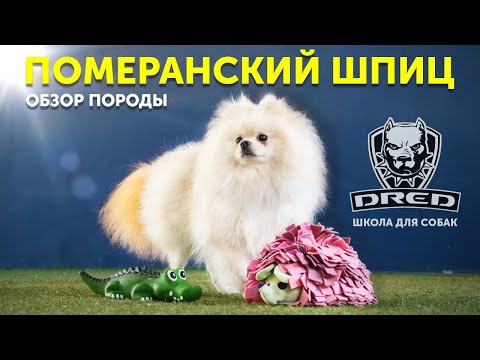 Видео: Обзор породы Померанский шпиц | Особенности породы | Стоит ли покупать | Школа для собак DRED