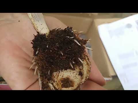 Видео: Посилка від Florium.Розпаковка.