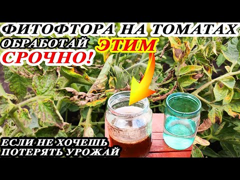 Видео: СРОЧНО! ФИТОФТОРА на ПОМИДОРАХ! Обработайте ТОМАТЫ этим СРЕДСТВОМ! И ФИТОФТОРЫ на ТОМАТАХ не будет!