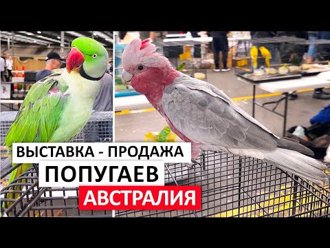 Видео: 🦜$35000 ЗА ПАРУ ПОПУГАЕВ. ВЫСТАВКА-ПРОДАЖА ПТИЦ В АВСТРАЛИИ #попугай #птицы #австралия #корелла