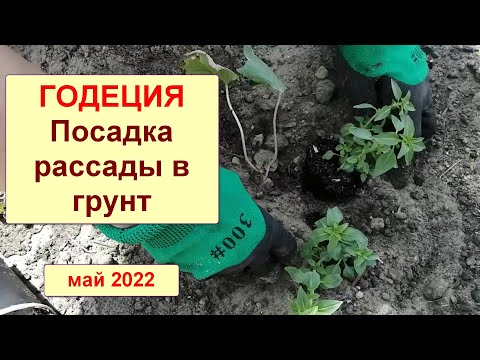 Видео: Годеция. Посадка рассады в грунт, выбор места. Влияние прищипки. Всходы при посеве в грунт. Май 2022