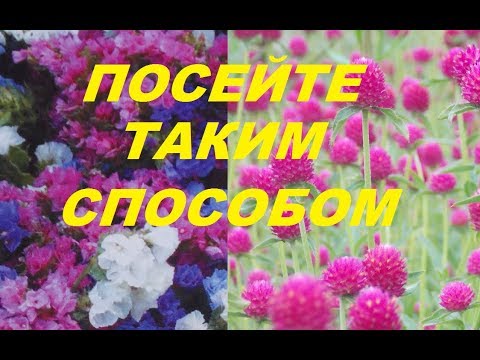 Видео: ЕЩЁ ОДИН СПОСОБ!!! Сеем разноцветную статицу и гомфрену Хааге.