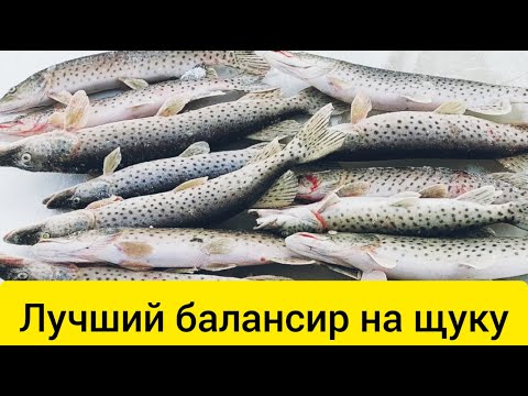 Видео: ЗИМНЯЯ РЫБАЛКА НА МАХАЛКУ || Лучший балансир на щуку