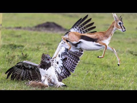 Видео: Он атакует Газелей, Варанов и даже Кабанов! Боевой орел – Африканский король неба!