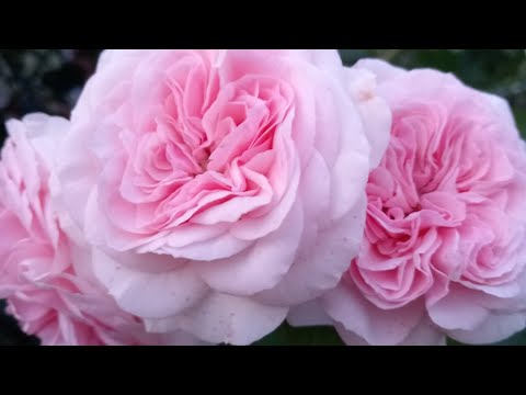 Видео: Стефани Баронин Цу Гуттенберг, Герцогиня Кристиана и др... Второе цветение!