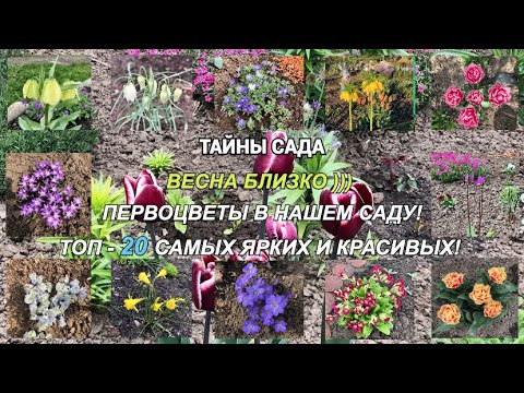 Видео: ВЕСЕННИЕ ЦВЕТЫ В НАШЕМ САДУ. ТЮЛЬПАНЫ. РЯБЧИКИ. ИРИСЫ. ТОП - 20 САМЫХ КРАСИВЫХ. МОЯ КОЛЛЕКЦИЯ ЦВЕТОВ