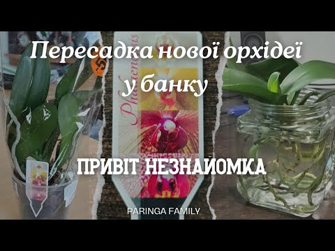 Видео: Мої орхідеї.  Моя незнайомка! Пересадка нової орхідеї в банку.