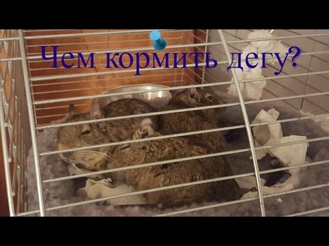 Видео: Кормление дегу| Корма, сено, вкусняшки