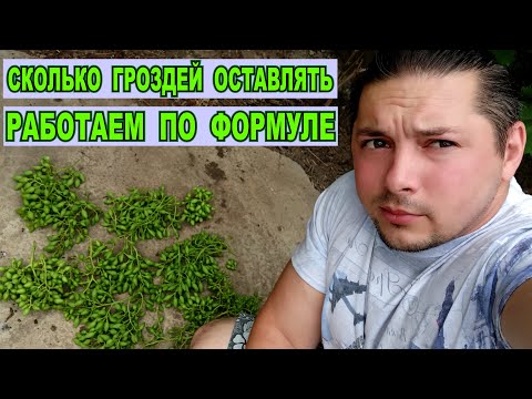 Видео: ВИНОГРАД НОРМИРОВКА ГРОЗДЯМИ КАК ПОНЯТЬ СКОЛЬКО ГРОЗДЕЙ ОСТАВЛЯТЬ НА КУСТ