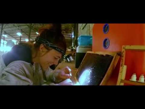 Видео: пчеловодство во франции -  Прививка