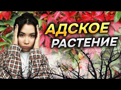 Видео: 😳ЗЛОСТНЫЙ АГРЕССОР или полезное растение? (Виноград девичий)