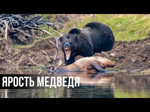 Видео: 15 Беспощадных моментов Медвежьей Охоты