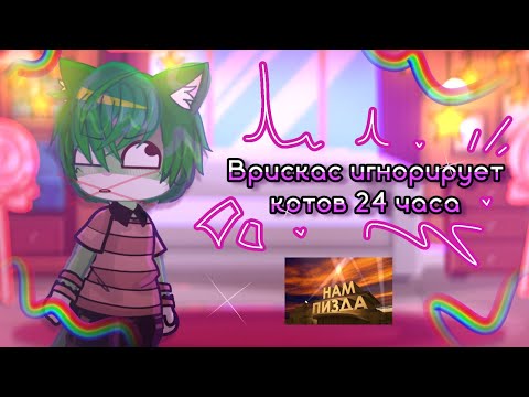 Видео: врискас игнорирует котов 24 часа челлендж