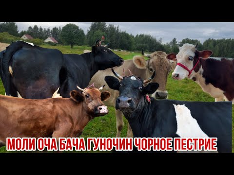 Видео: Оча бача моли ало карпат Сементал 28 октября 2025 г.