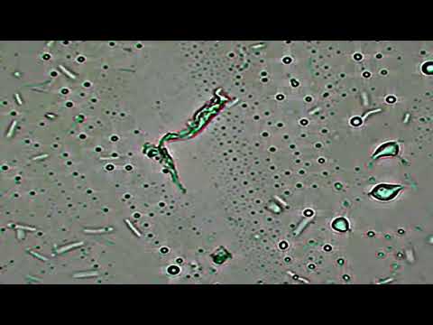 Видео: Сенная палочка и все о ней