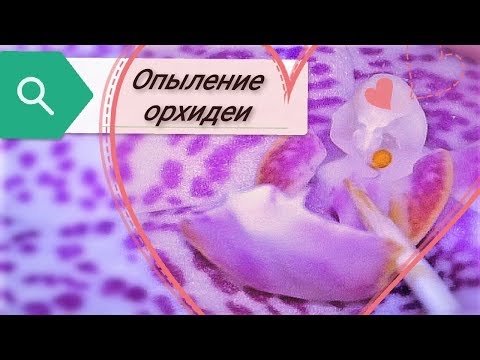 Видео: Орхидеи.  Опыление Фаленопсиса дома.  Что происходит в первую неделю процесса