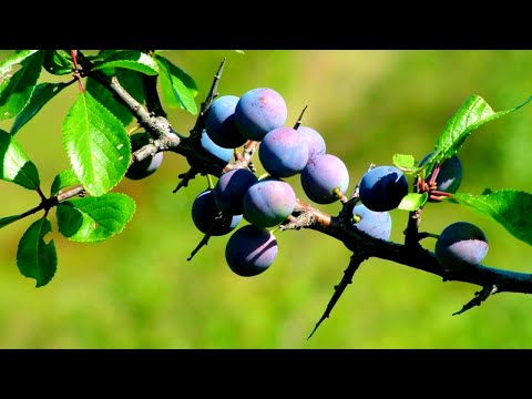 Видео: Заповедные тропы Черноземья и Кавказских гор, где растет легендарный терновник