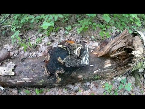Видео: Продолжаем зарабатывать на сборе чаги.Заработок в деревне.