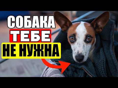 Видео: 13 ПРИЧИН НИКОГДА НЕ ЗАВОДИТЬ СОБАКУ! (посмотри перед покупкой)