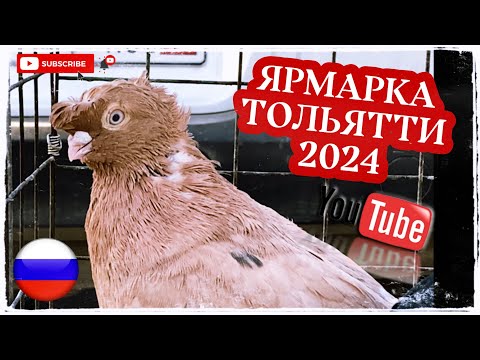 Видео: Ярмарка голубей в Тольятти 2024г осень 🍂