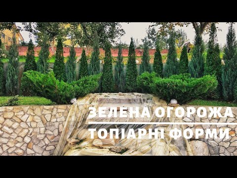 Видео: Зелена огорожа. Топіарні форми з ялівців | ТОПІАРНИЙ САД