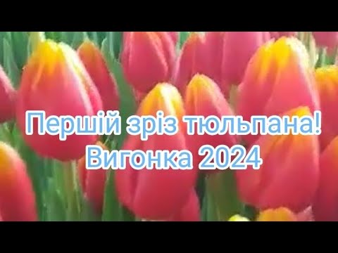 Видео: Вигонка 2024! Першій зріз тюльпанів!