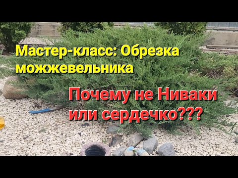 Видео: Обрезка огромного можжевельника. Почему не в виде Ниваки или природного камня#обрезка можжевельника