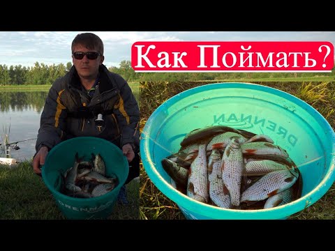Видео: Ловля крупной плотвы на фидер ночью. Линь бонусом.