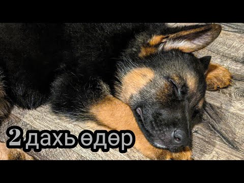Видео: Бидэнд дасах гээд л байна 🙏🙏❤️❤️ Влог 80