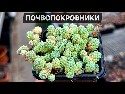 Видео: Почвопокровники Очитки и другие суккуленты в горшках с более крупными растениями
