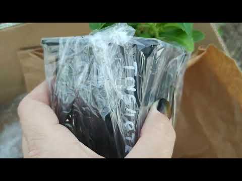 Видео: Гортензии от "Оксанин сад"  2023 год. Крутые сорта гортензий, теперь и у меня в коллекции.