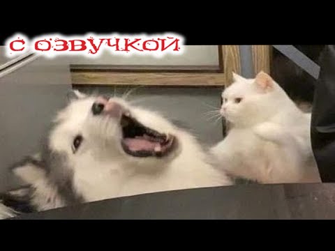 Видео: Приколы с котами! С ОЗВУЧКОЙ! Смешные коты и собаки! Самые Смешные Животные! Засмеялся подписался!