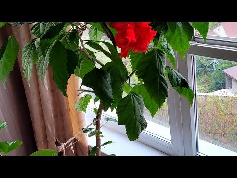 Видео: Китайская роза желтеют листья что делать