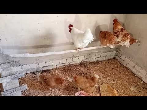 Видео: Начала формировать подстилку для запуска бактерий в курятнике