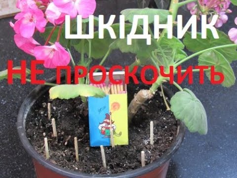 Видео: Навіщо встромляти сірники в горщик ? Комплексна дія.