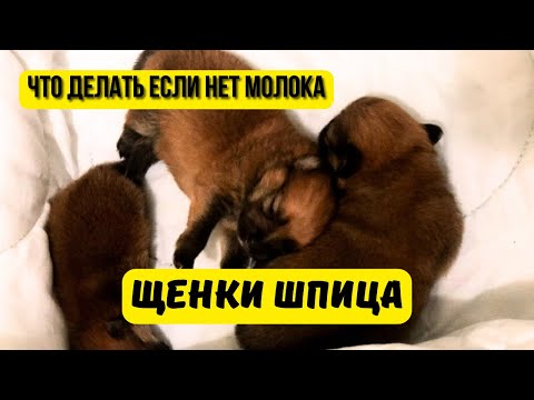 Видео: Чем кормить новорожденных щенков Шпица 🐾 Искусственное вскармливание