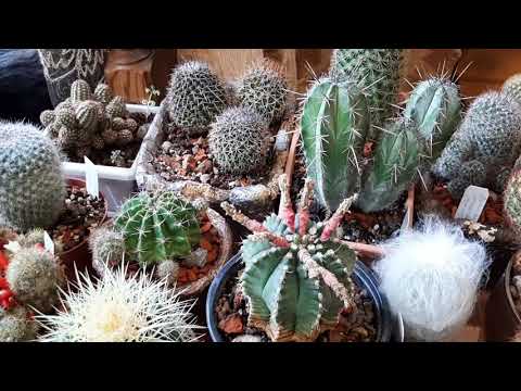 Видео: Мои кактусы🌵.Общий обзор.🌵🌵🌵С чего все началось🌵