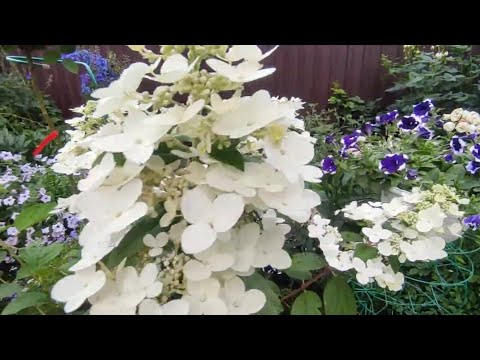 Видео: Обзор метельчатых гортензий на начало июля🌿🌸или вечерняя прогулка по саду  🌿😄🌷🎉🎉