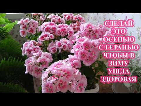 Видео: СРОЧНО ОСЕНЬЮ сделай с ГЕРАНЬЮ, чтобы в ЗИМУ ушла здоровая, крепкая, был пышный куст ВЕСНОЙ