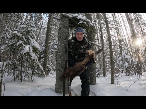 Видео: Промысловая охота на куницу!  Закрыл путики! Удачное закрытие сезона...