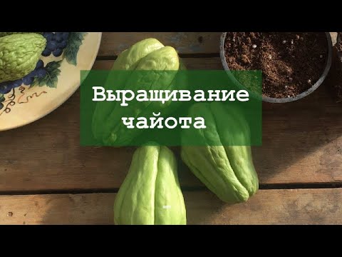 Видео: Выращивание чайота. Посадка чайота.