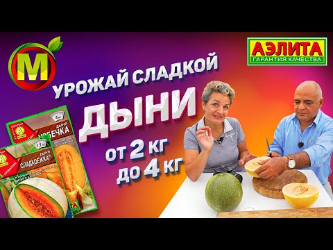 Видео: ОБЗОР СЛАДКИХ ДЫНЬ из нашей теплицы