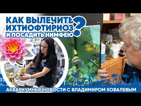 Видео: Новости аквариумного магазина с Владимиром Ковалевым (24.05.24). Как вылечить ихтиофтириоз?