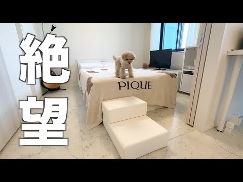 Видео: Иметь крошечную собаку очень сложно.