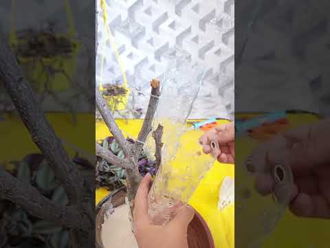 Видео: N⁰-369. ЯНГИ ГУЛ КАШФ КИЛДИМ🤣. УГИРЛАНГАН ГУЛДАН🫣🫣🫣