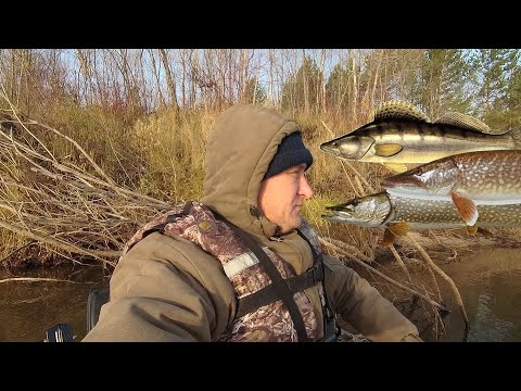 Видео: Чулым. Октябрь. Джиг. Щука. Судак. 2022