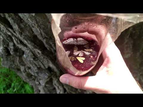 Видео: Проверка кроновых ловушек на жуков - бронзовок.