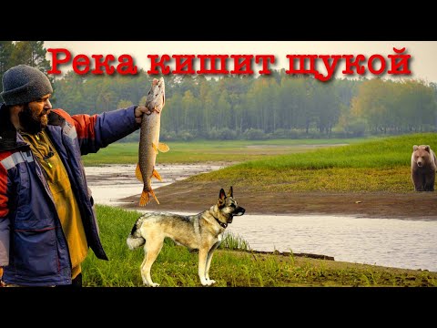 Видео: Медведь пришел ночью к палатке | Река кишит щукой | Путешествие о котором мечтает каждый рыбак(ч.15)