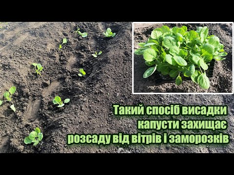Видео: Такий спосіб висадки капусти захищає розсаду від вітрів і заморозків